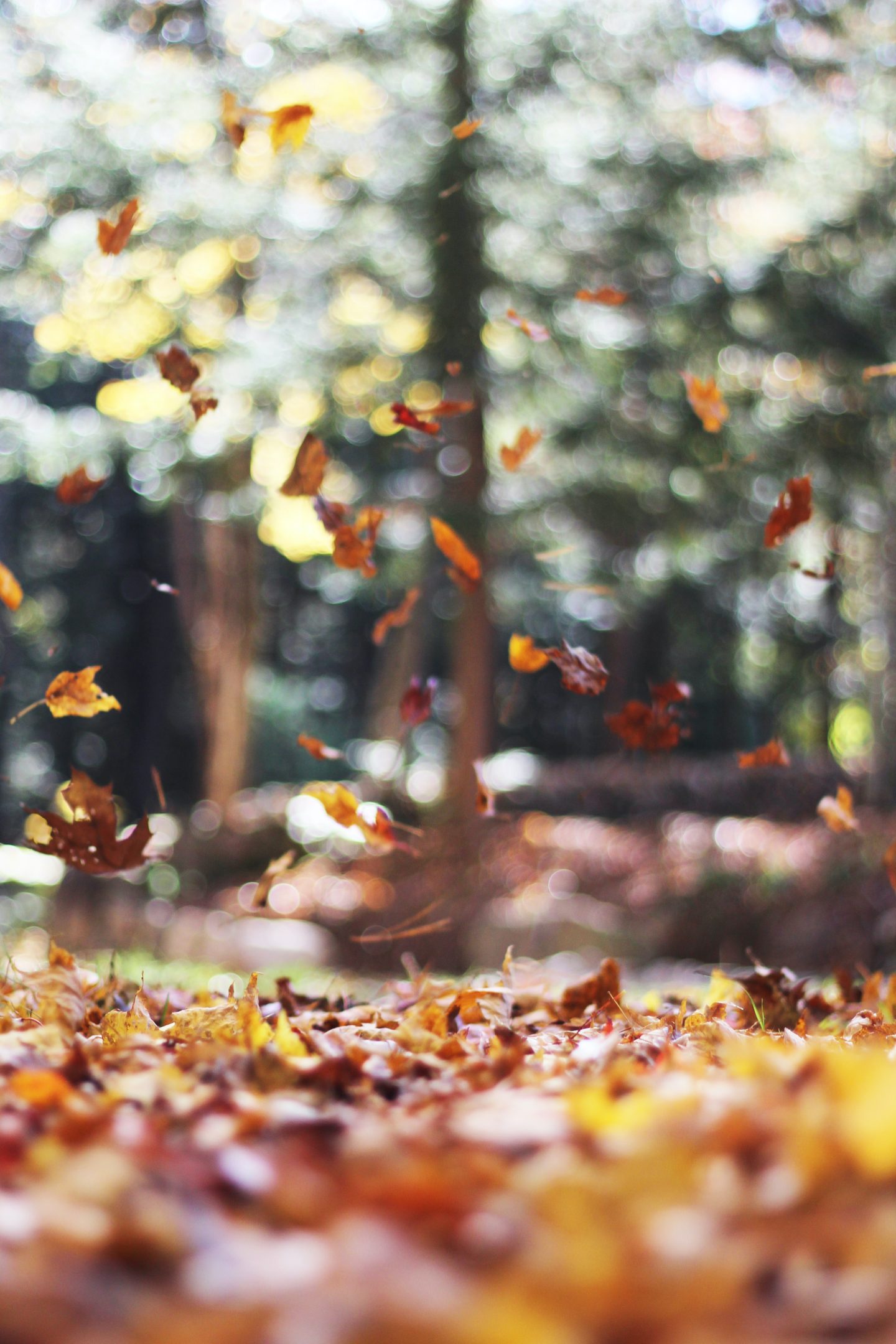 50 Free Amazing Fall Wallpapers For iPhone