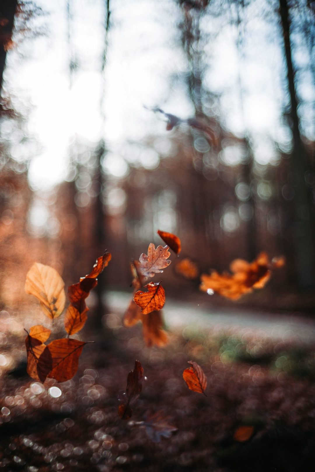 50 Free Amazing Fall Wallpapers For iPhone