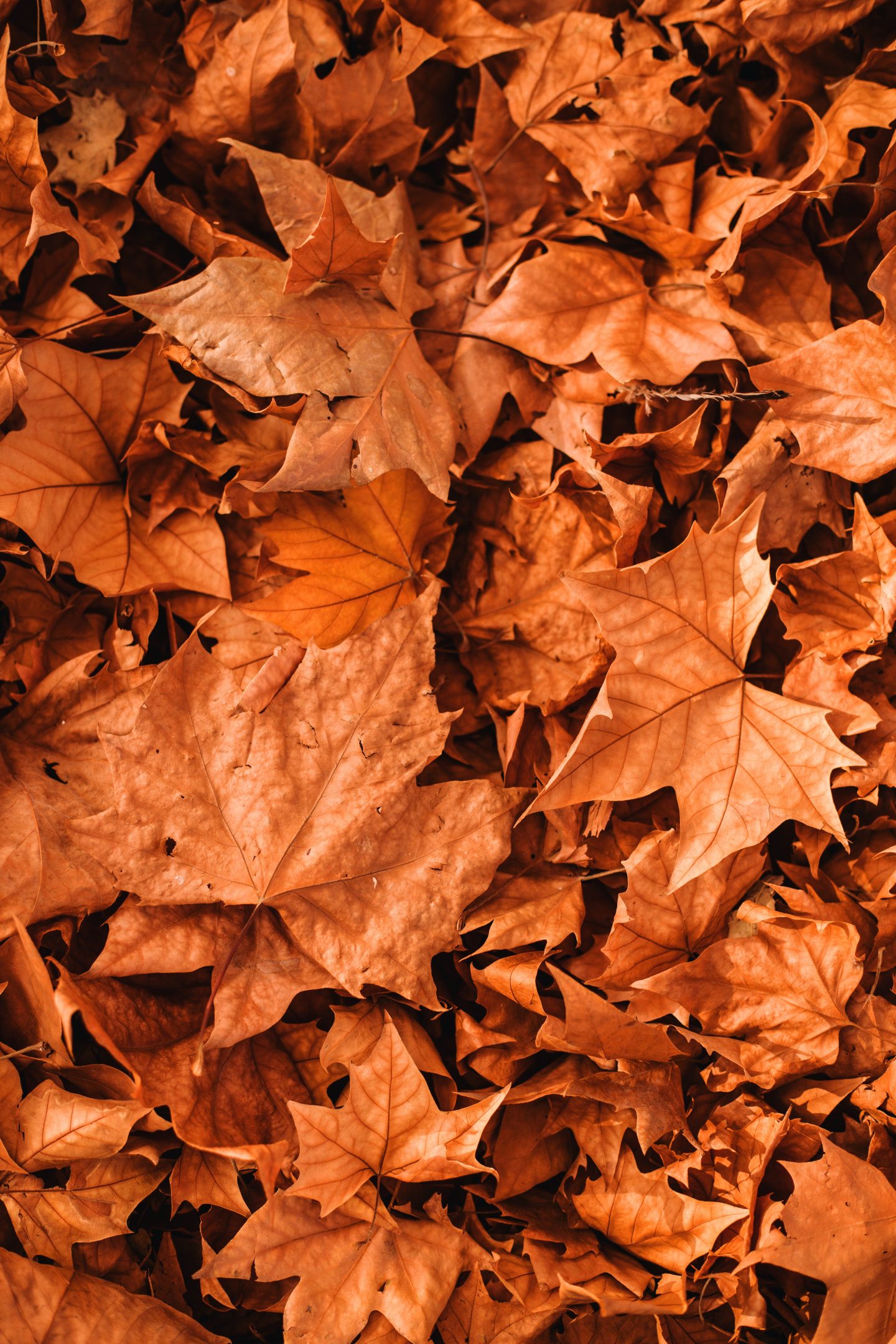 50 Free Amazing Fall Wallpapers For iPhone