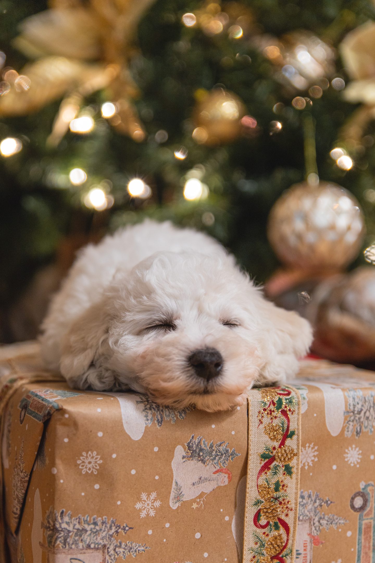 Cute dog Christmas aesthetic wallpaper