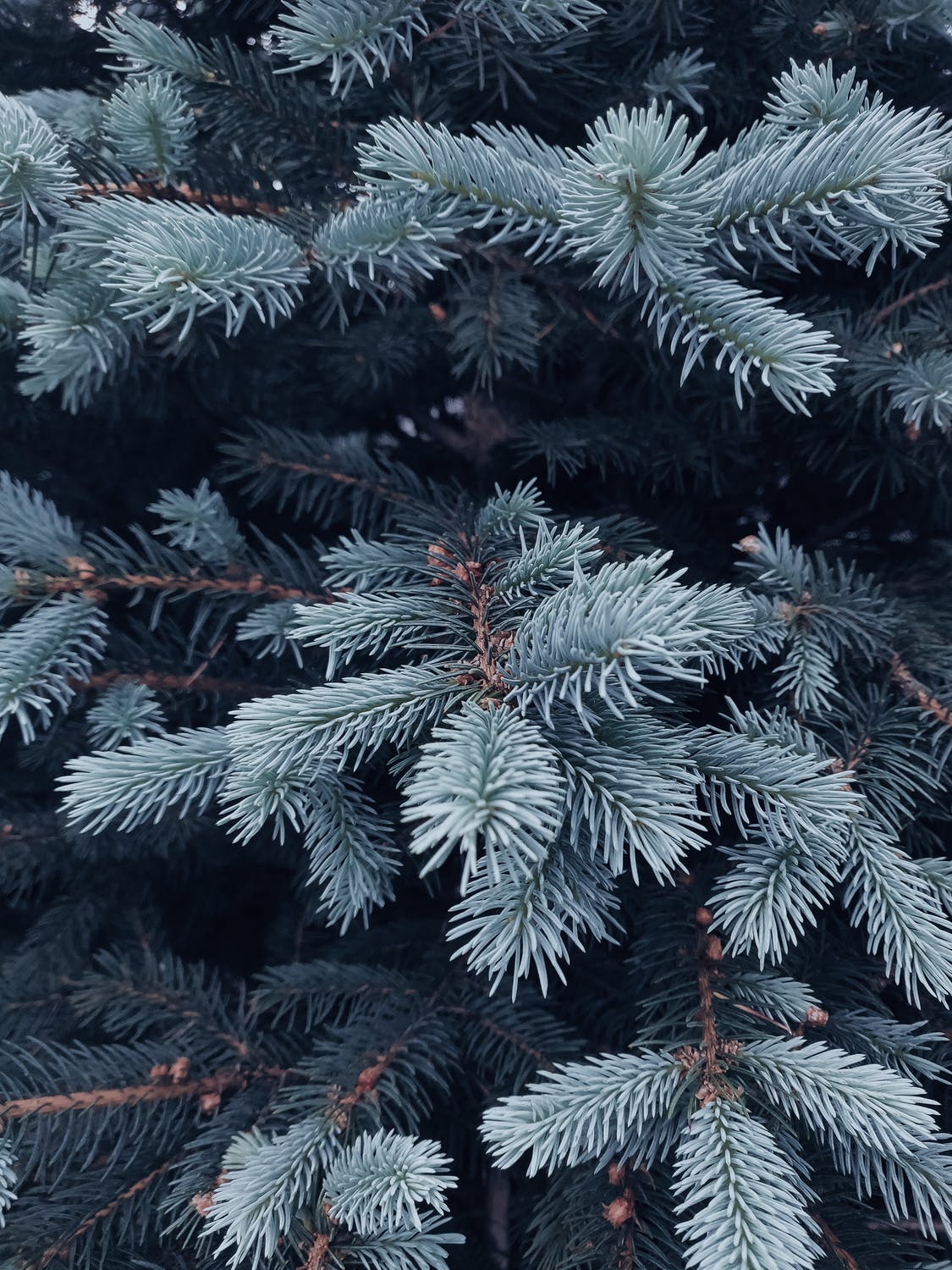 Christmas tree aesthetic wallpaper for iphone